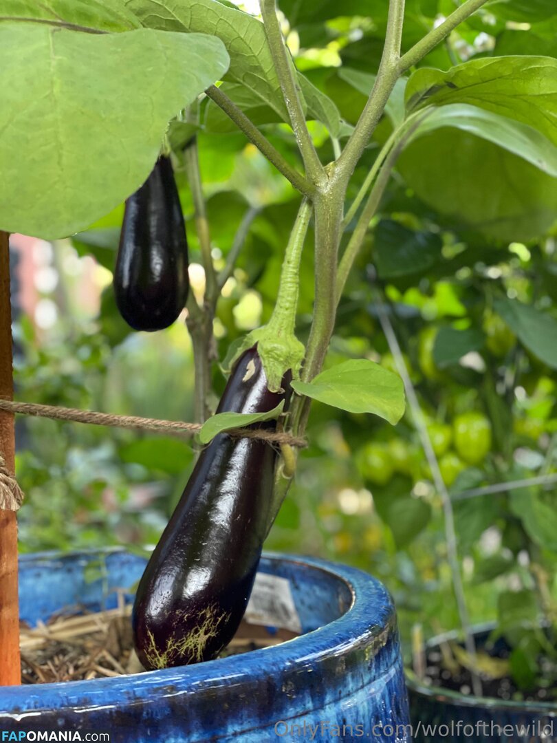 wolfofthewild / wolfofthewildd Meztelen OnlyFans  Kikerült fotó #7