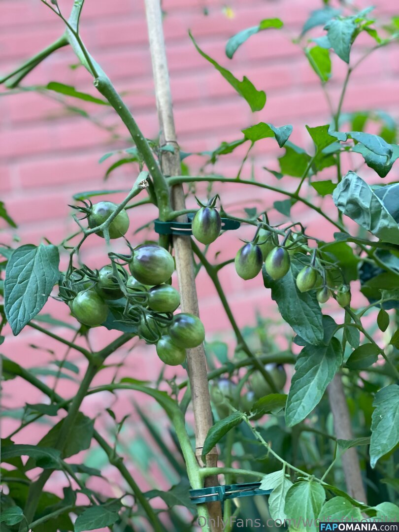 wolfofthewild / wolfofthewildd Meztelen OnlyFans  Kikerült fotó #9