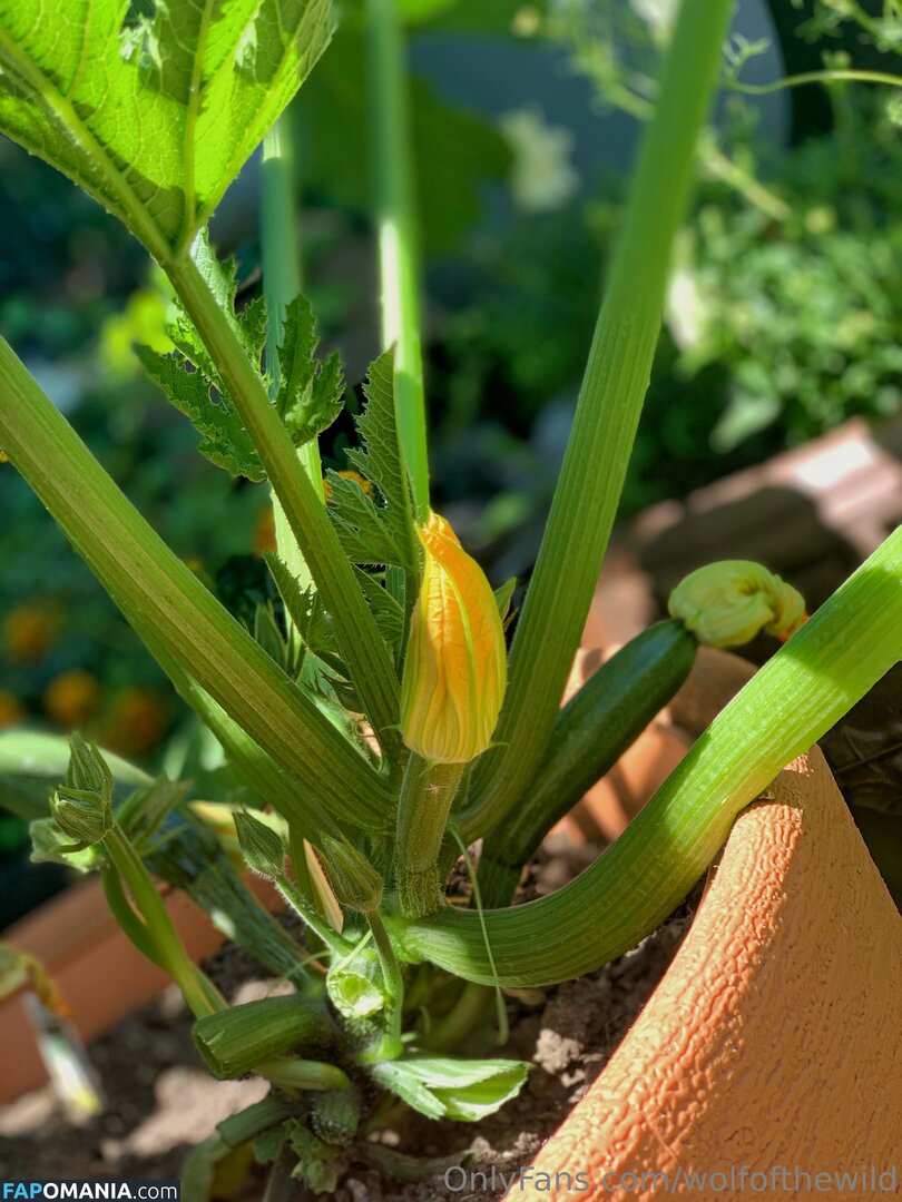 wolfofthewild / wolfofthewildd Meztelen OnlyFans  Kikerült fotó #14